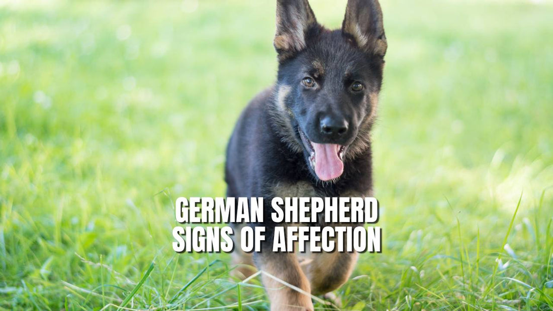 German Shepherd Signs of Affection - Ultimate List