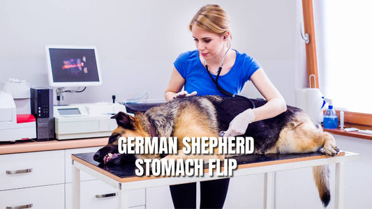 German Shepherd Stomach Flip (Causes & Prevention)