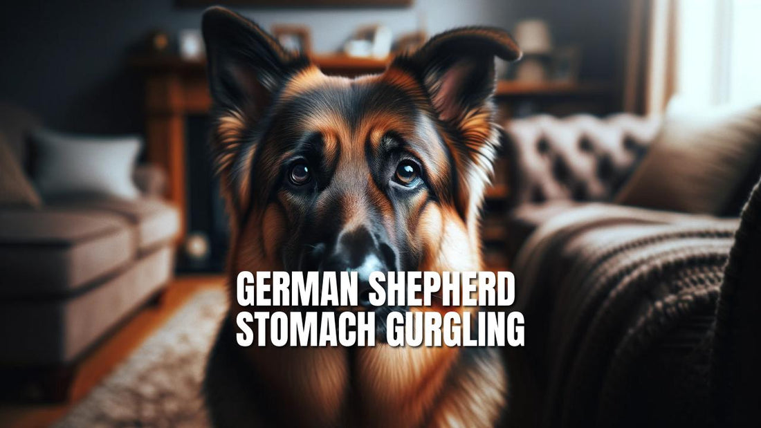 German Shepherd Stomach Gurgling