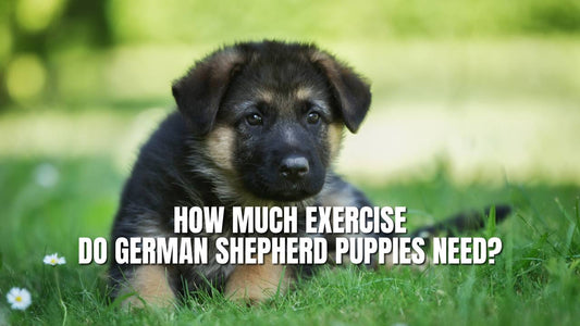 How much exercise do German Shepherd puppies need?