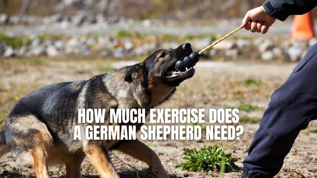 Do German Shepherds naturally pant Cooper pants all the times constantly  Or maybe hes got a stuffy nose its like he only breathes out of his  mouth  rGermanShepherd