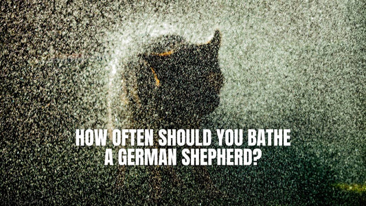 How often should you bathe a German Shepherd dog? GSD Colony