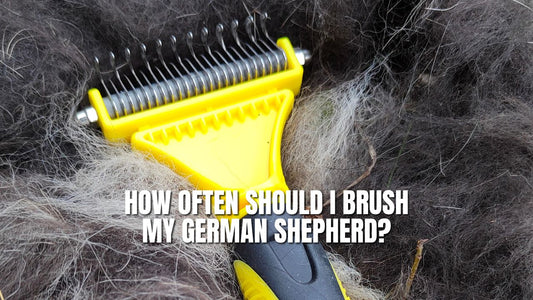 How Often Should I Brush My German Shepherd?