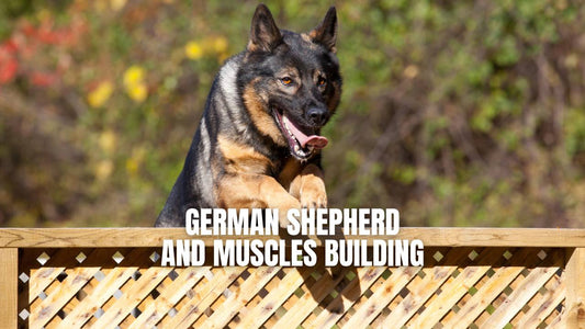 How to build muscle on a German Shepherd dog - GSD Colony