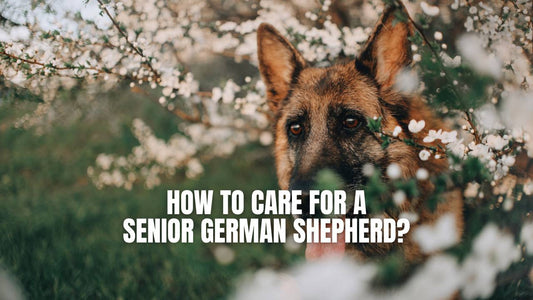 How to care for a senior German Shepherd?