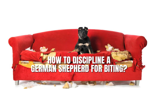 How To Discipline a German Shepherd For Biting?