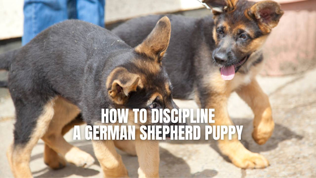 How to discipline a German Shepherd puppy?