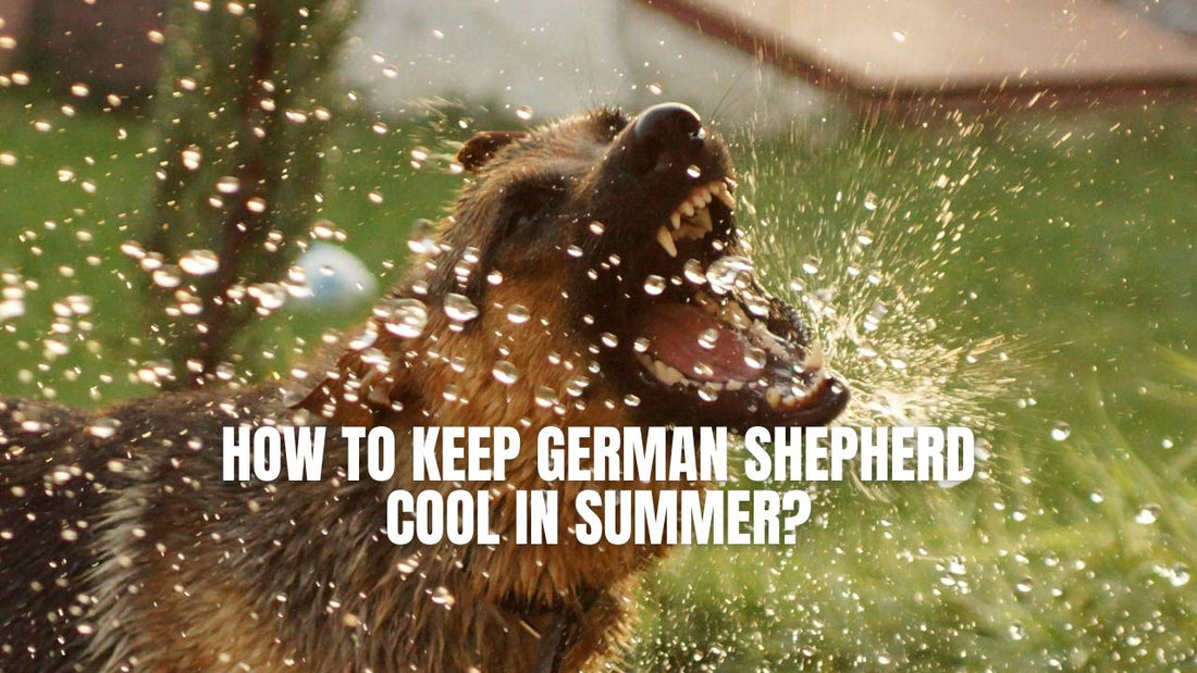 How to keep German Shepherd cool during the summer and hot days