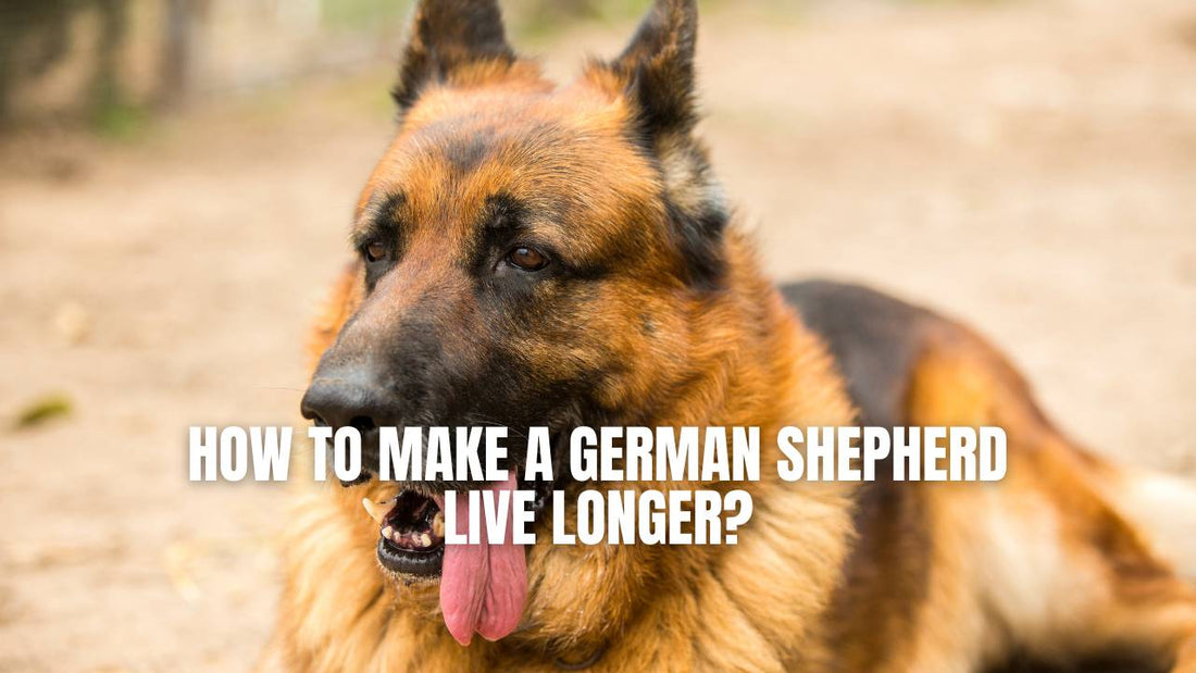 How to make a German Shepherd live longer?