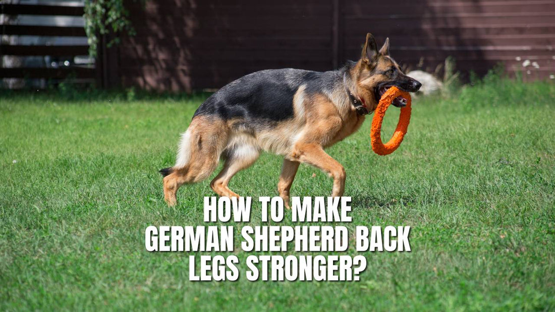 How to make German Shepherd back legs stronger?