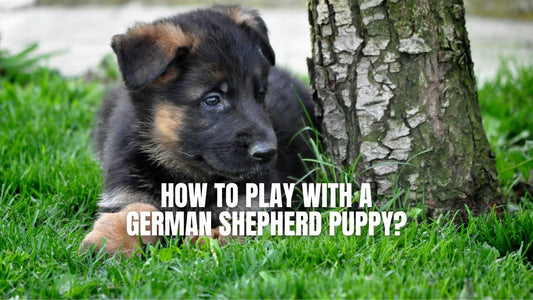 How to play with a German Shepherd puppy?