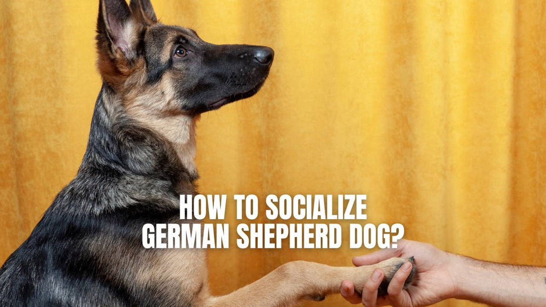 How to Socialize German Shepherd Dog - GSD Colony