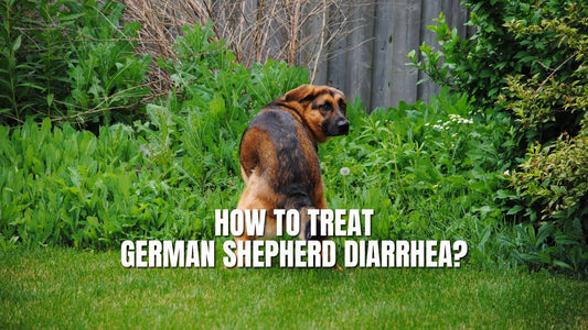 How to treat German Shepherd diarrhea?