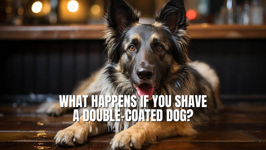 What happens if you shave a double coated dog?