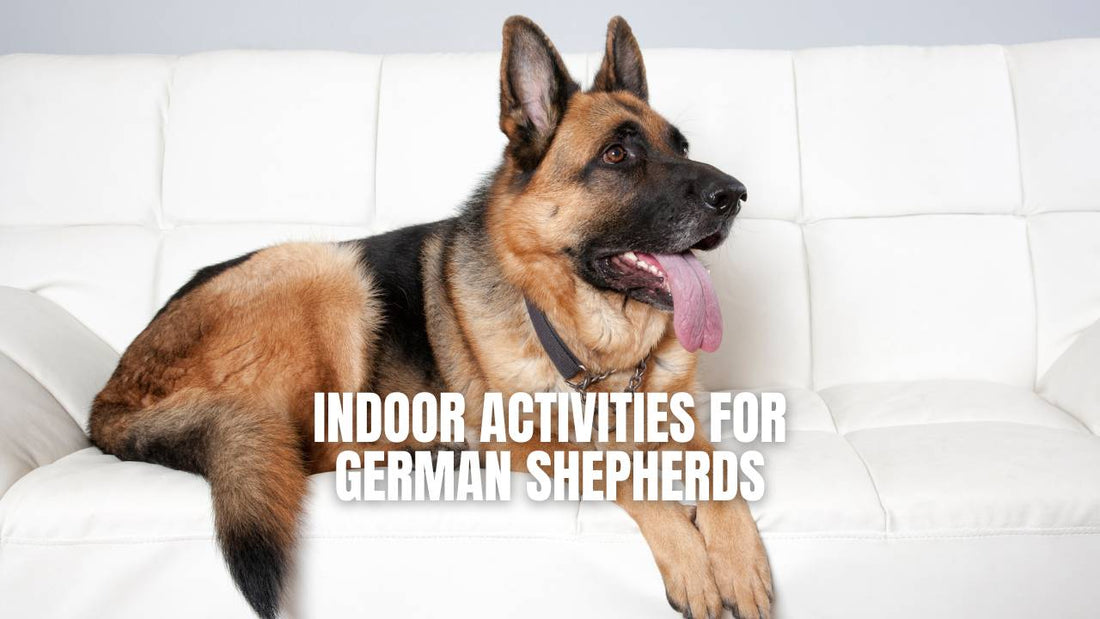 Indoor activities for German Shepherds