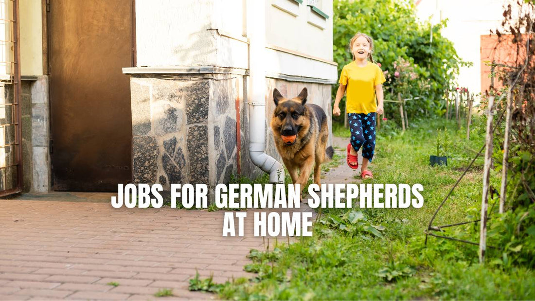 Jobs for German Shepherds at home - GSD Colony