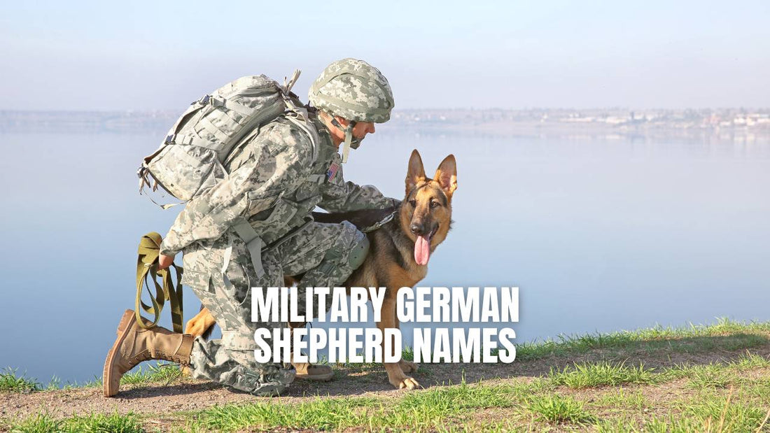 Military German Shepherd names - GSD Colony