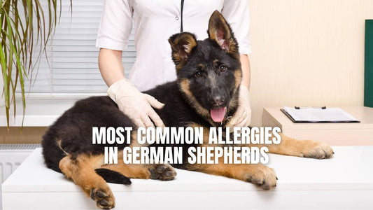 Common Allergies in German Shepherd dog - GSD Colony