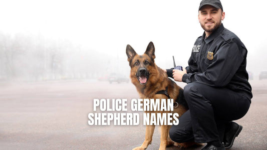 Police German Shepherd names - GSD Colony