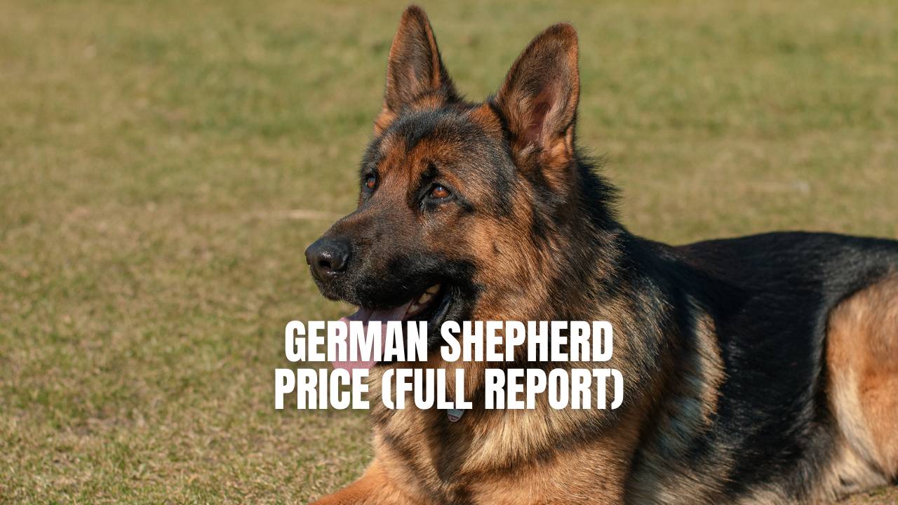 German Shepherd Dog Price (Full Report) – GSD Colony