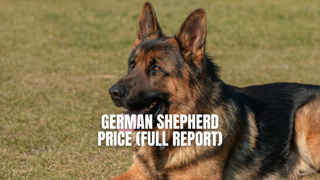German Shepherd Price - How Much You Must Pay To Have a German Shepherd Dog? - GSD Colony 