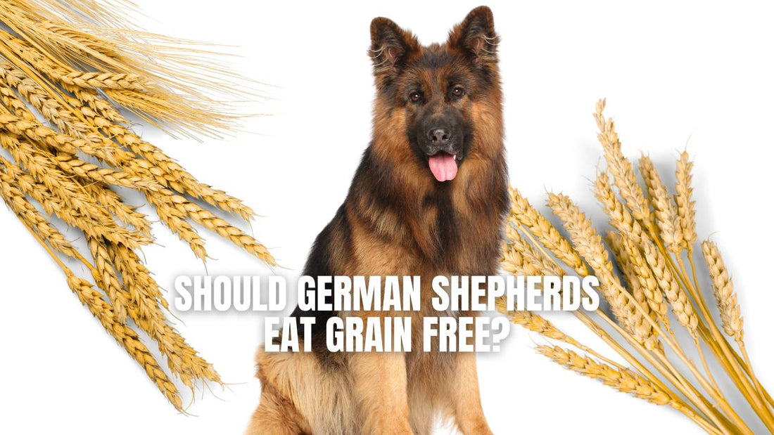 Should German Shepherds eat grain free?
