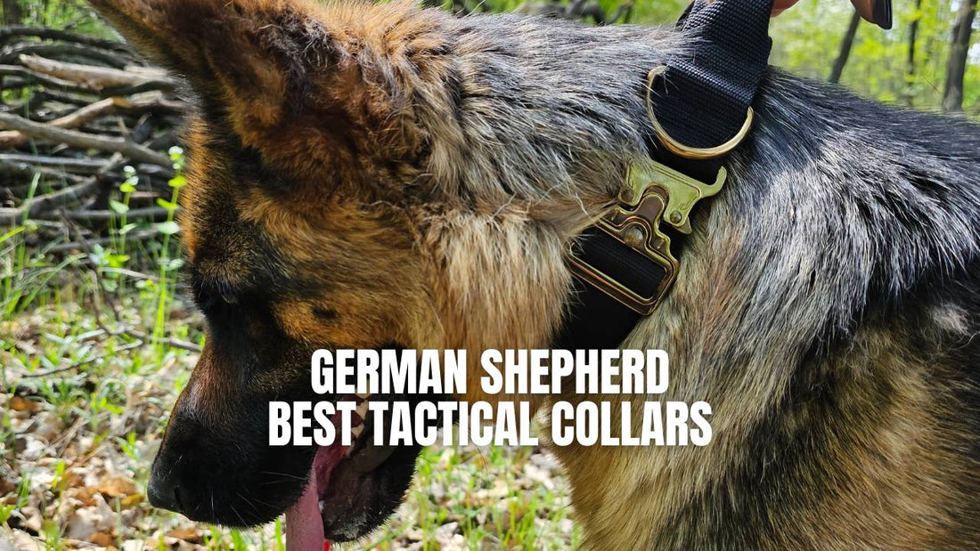 Five best tactical collars for German Shepherd dog - GSD Colony