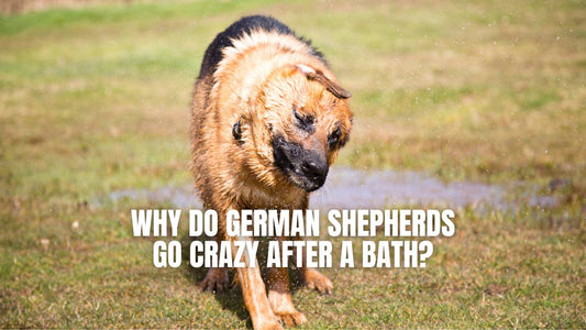 The Reasons Why German Shepherd Goes Crazy After Bathing 