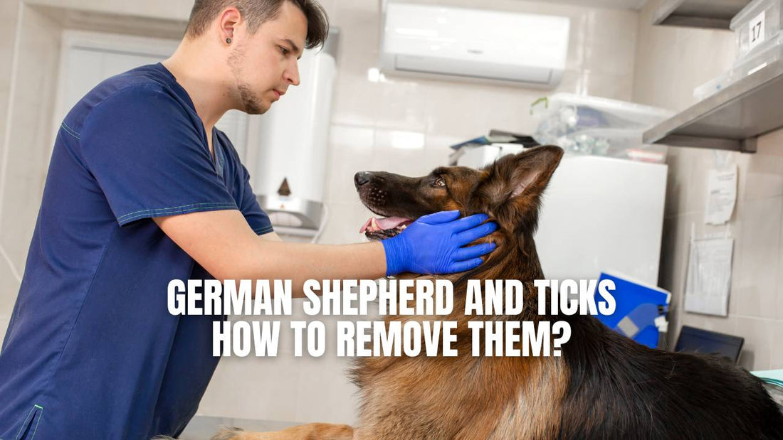 German Shepherd and Ticks - Diseases, Protection and How to Remove Them