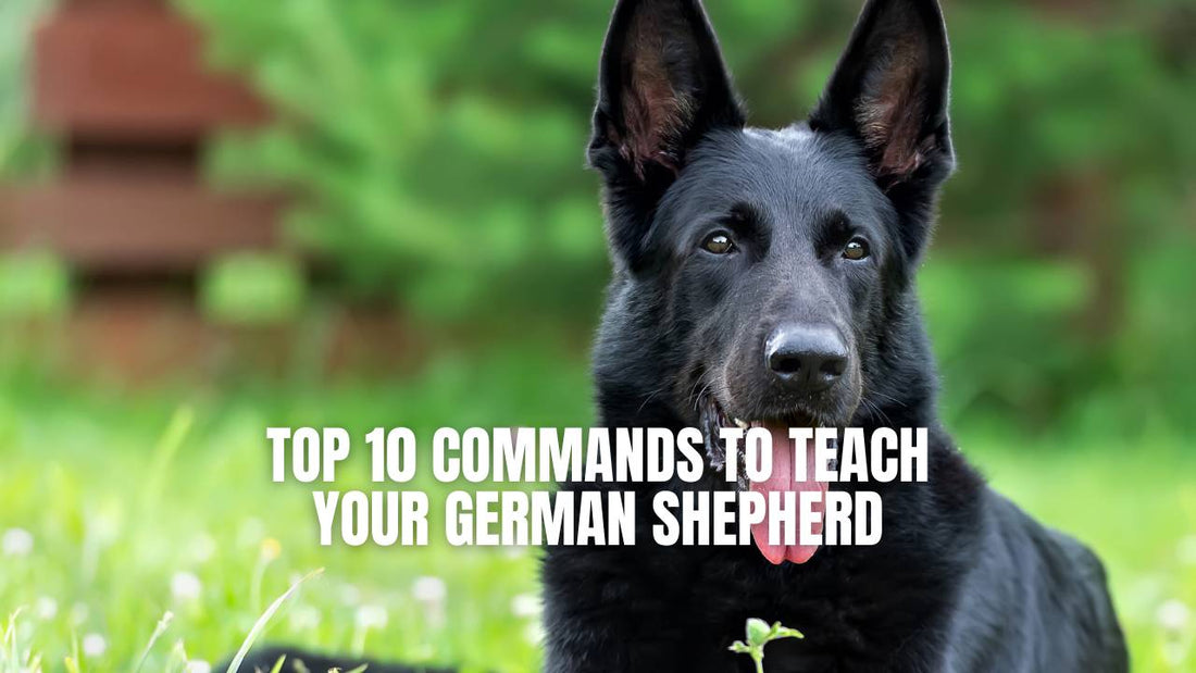 Top 10 Command to teach your German shepherd - GSD Colony