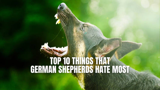 Top 10 Things That German Shepherd’s Hate Most - GSD Colony Blog Post