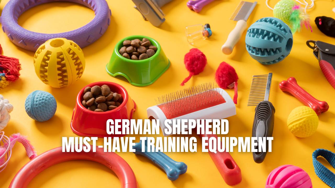 German shepherd training hot sale tools