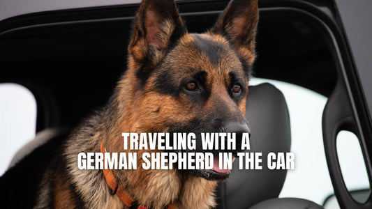 German shepherd enjoy ride in the car with open window