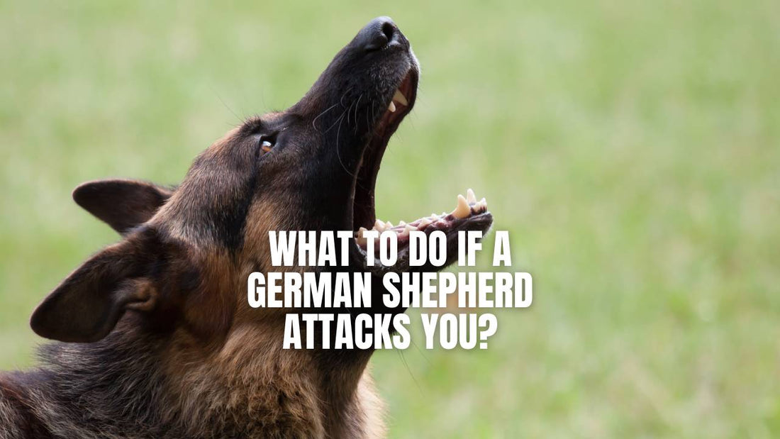 What to do if a German Shepherd attacks me? GSD Colony