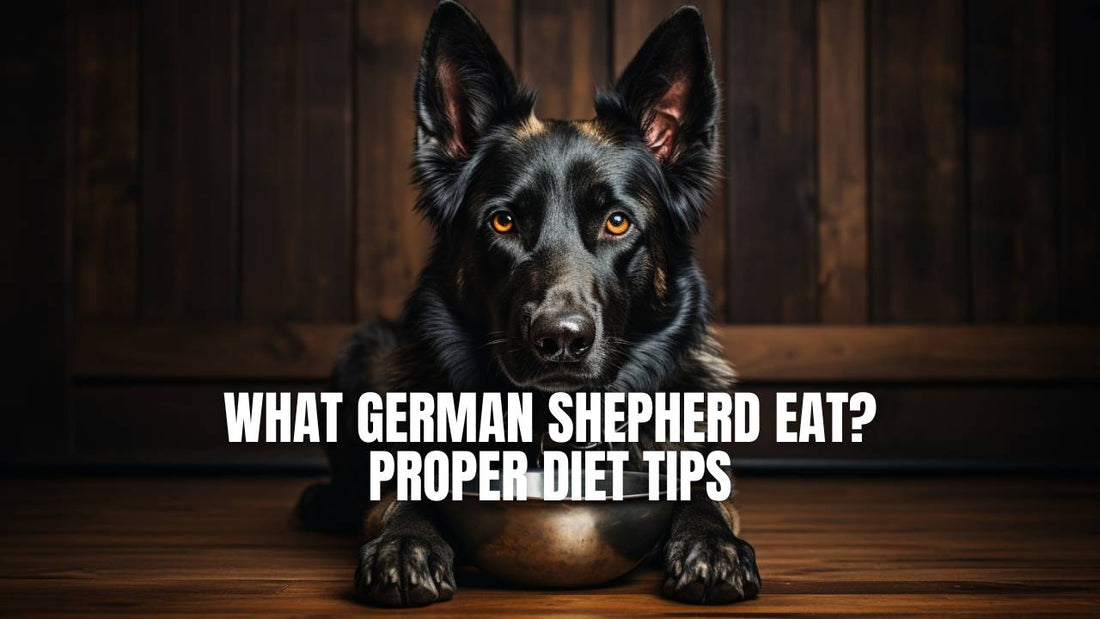 What does German Shepherd dog eat? - GSD Colony