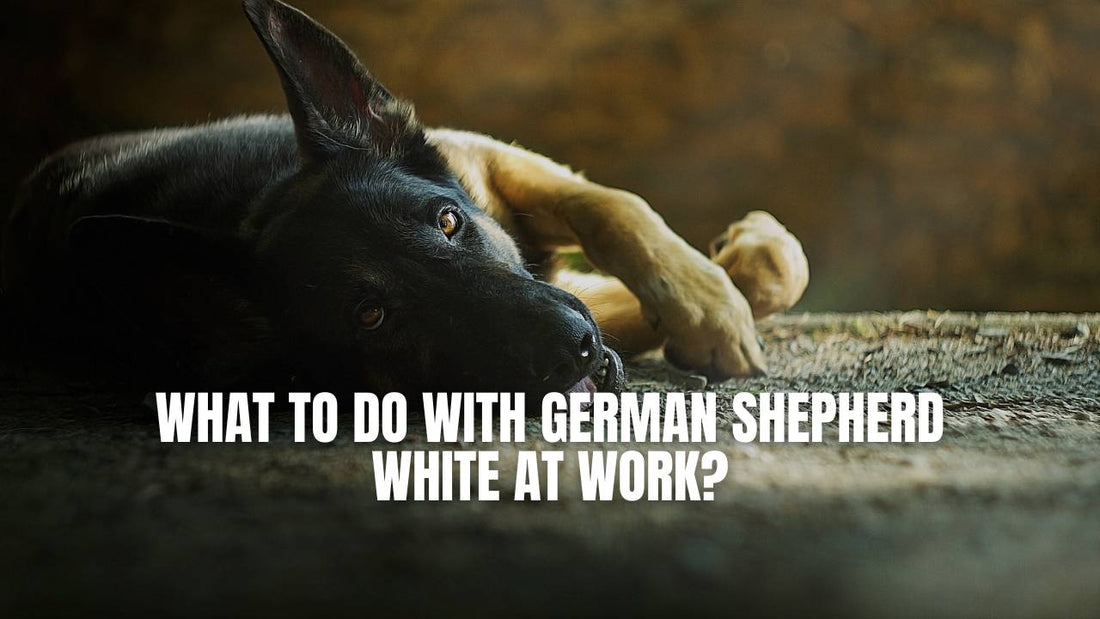 What to do with German Shepherd while at work