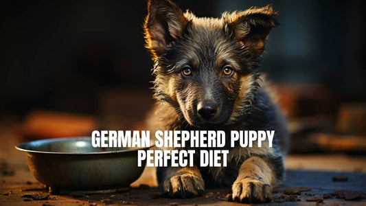 What food do German Shepherd puppies eat? GSD Colony