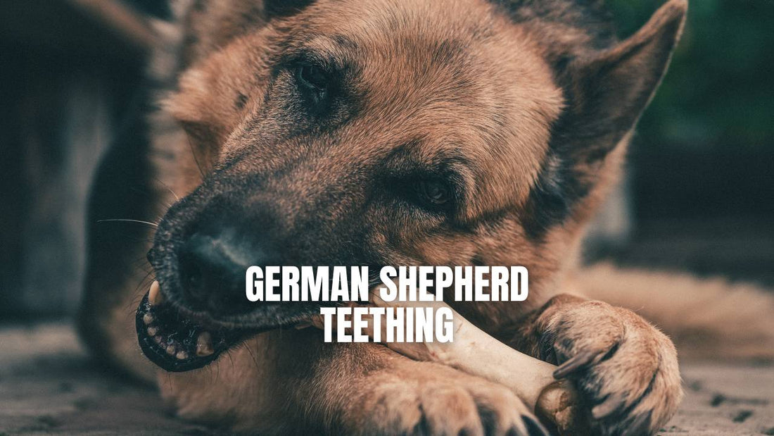 German Shepherd Teething Period - GSD Colony