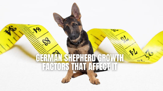 When does German Shepherd stop growing - GSD Colony