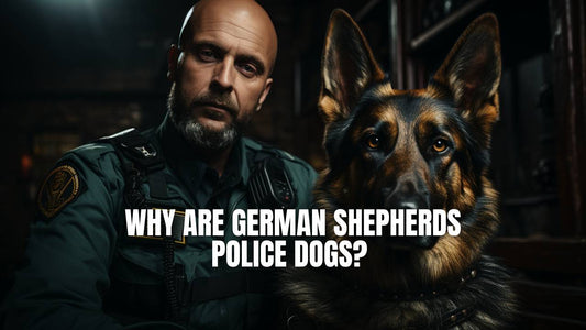 Why German Shepherd as police dog? GSD Colony blog post