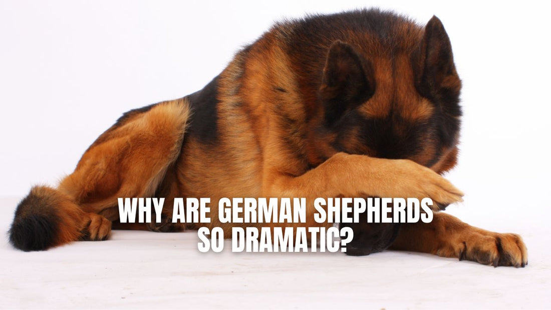 Why are German Shepherds so dramatic? GSD Colony