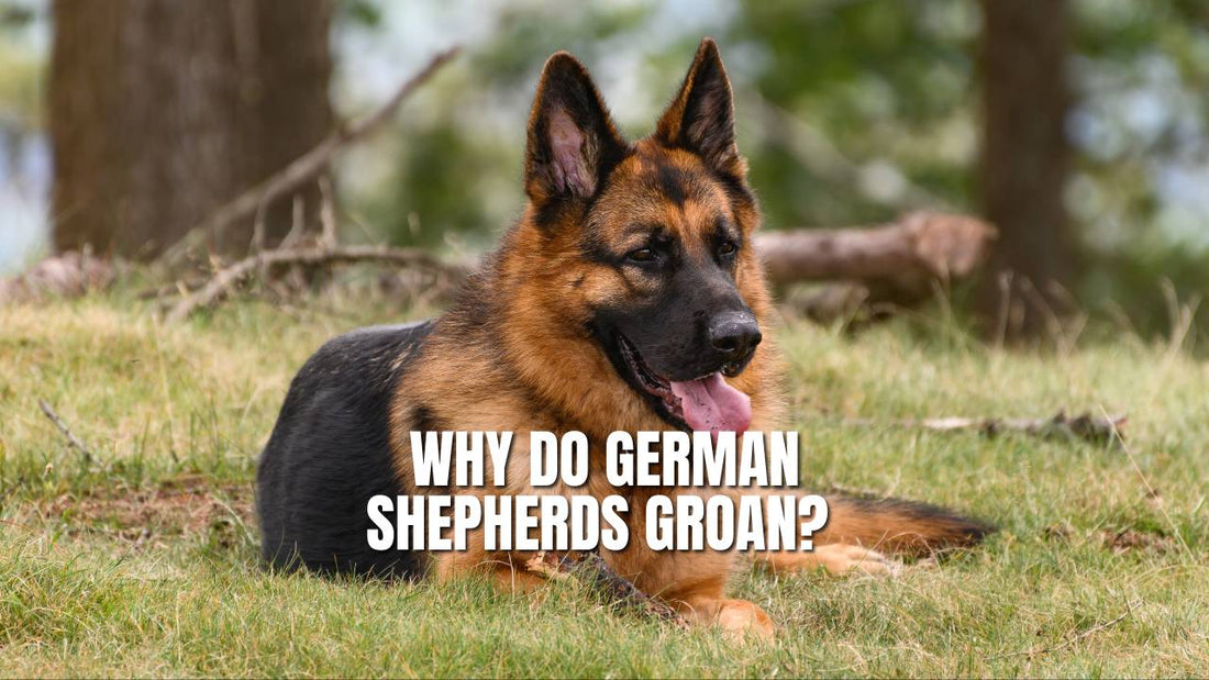 Why Do German Shepherds Groan? GSD Colony
