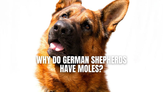 Why do German Shepherds have moles?