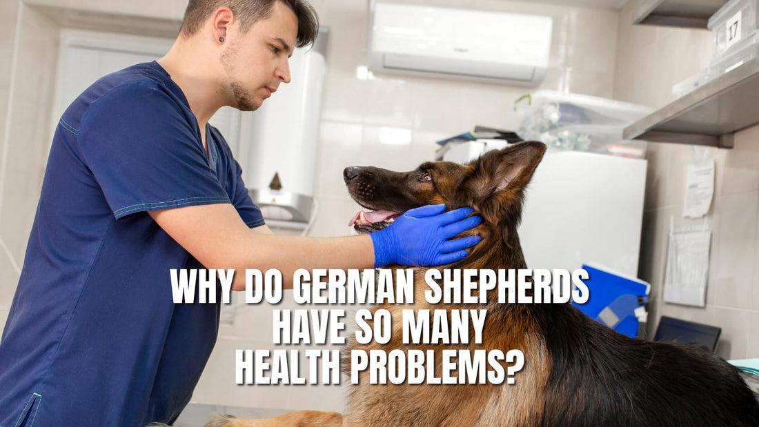 Why do German Shepherds Have So Many Health Problems?