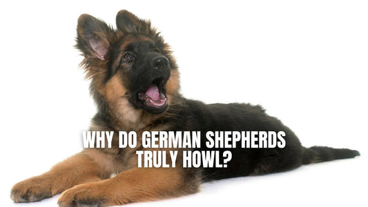 Why do German Shepherds howl?