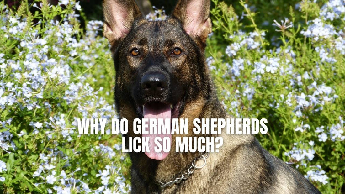 Why do German Shepherds lick so much?