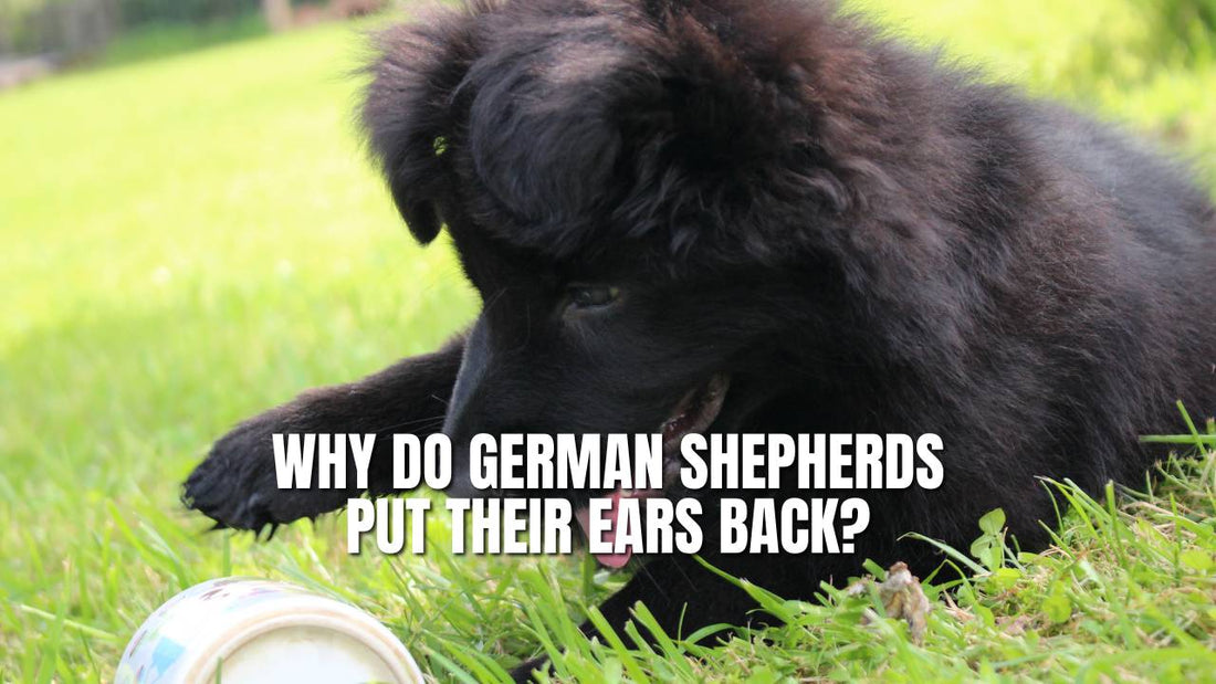 Why Do German Shepherds Put Their Ears Back? GSD Colony