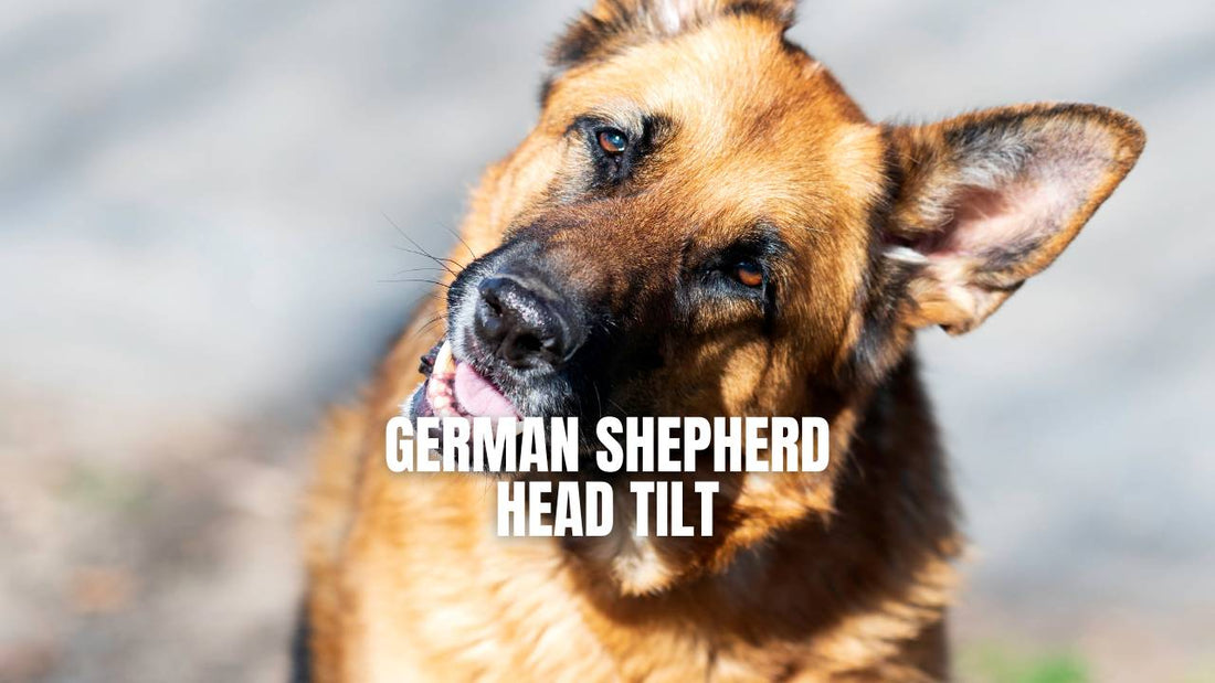 German Shepherd head tilt - GSD Colony