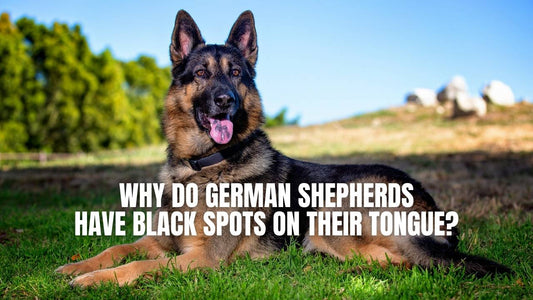 Why do German Shepherds have black spots on their tongue?