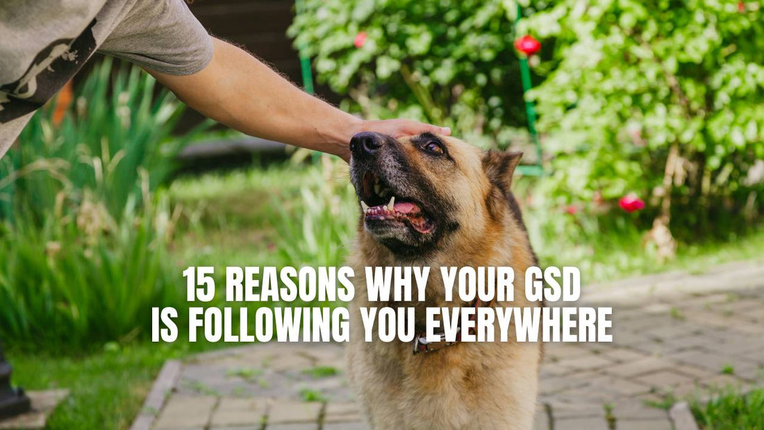 Why does my German Shepherd follow me everywhere? GSD Colony